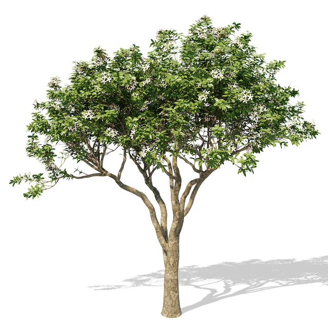 Magnolia Tree — Скачать