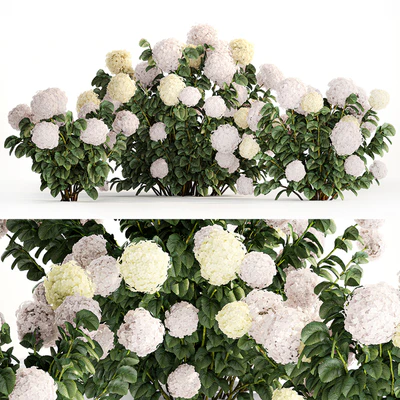 Three beautiful white hydrangea bushes with flowers for the garden, hedge, plant collection 1180 — Ver 1