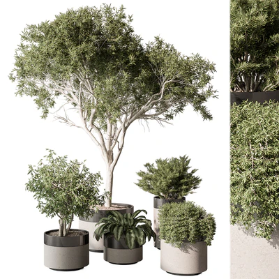 indoor Plant Set 439 (Corona) — Ver 1