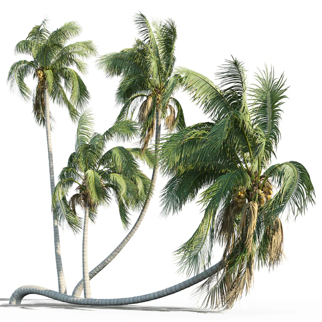 Cocos nucifera (кокосовая пальма) — Скачать