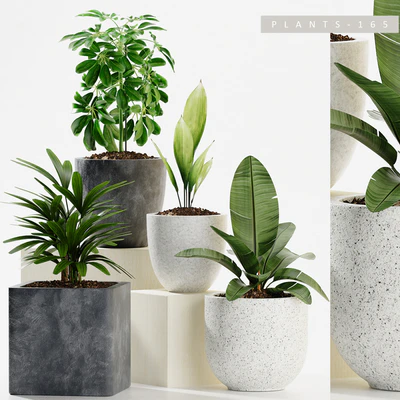 PLANTS 165 — Вид 1