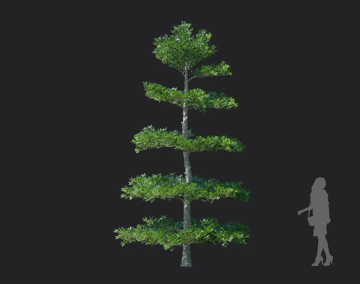 ternstroemia gymnanthera 003 — Descargar