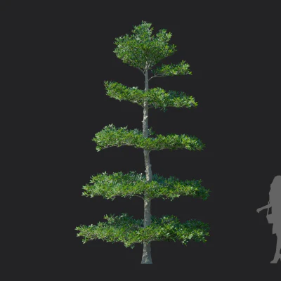 ternstroemia gymnanthera 003 — download