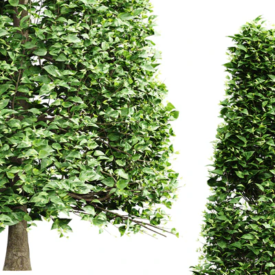 New Tree High detail Carpinus Betulus Broadleaf Conical — Ver 3
