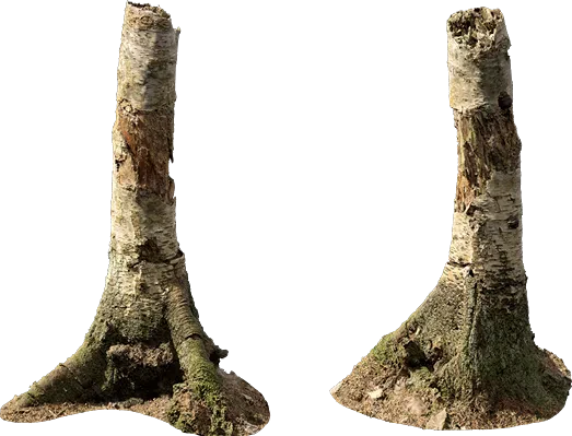 nordic forest tree stump birch medium 002 — Download