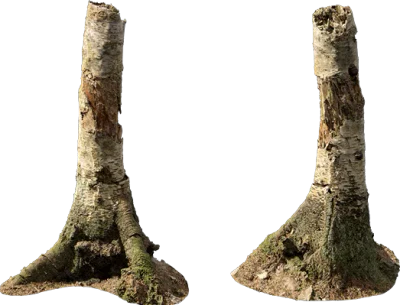 nordic forest tree stump birch medium 002 — Download