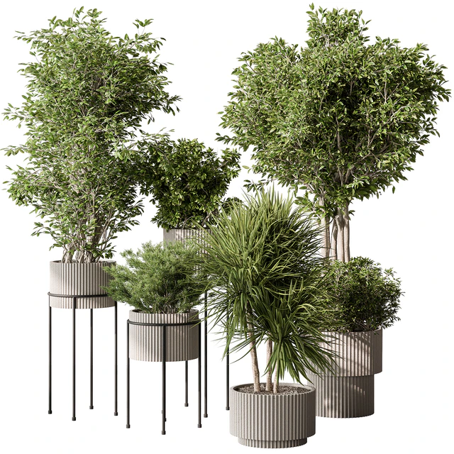 Indoor Plant 532 -Tree in Pot — Скачать