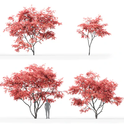 Acer Ginnala — Ver 2