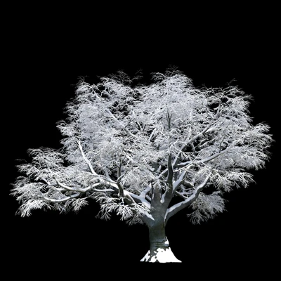 Snow-covered trees, beech — Ver 3
