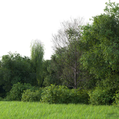 Mixed summer forest — Ver 3