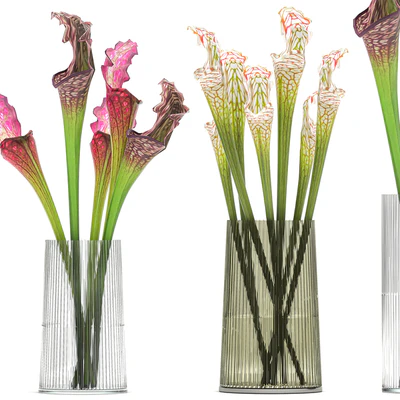 A set of exotic bouquets of Saracenia flowers in glass vases. 180 — Ver 3