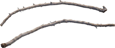 desert western tree branch juniper 002 — Descargar