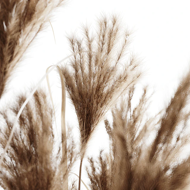 A bunch of Pampas 7 — Descargar