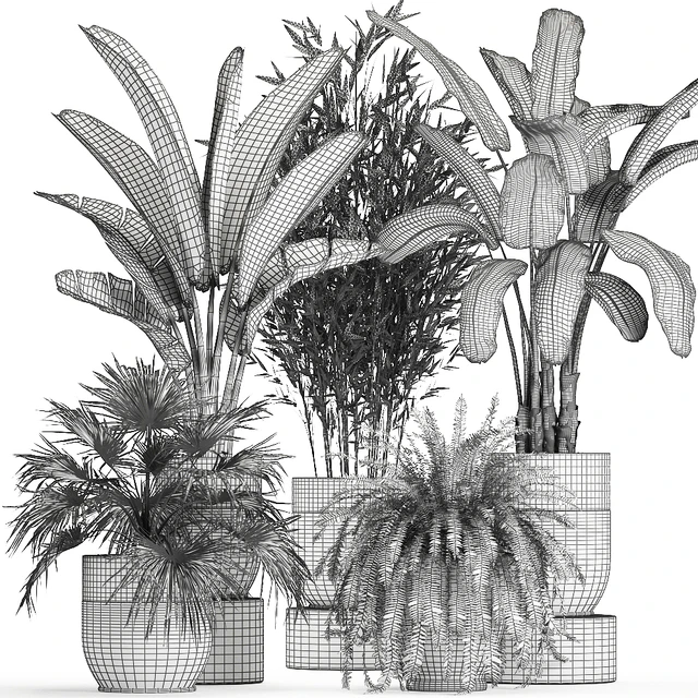 Collection of plants in black pots with Bamboo, Banana, fan palm, fern, strelitzia. Set 711 — Descargar