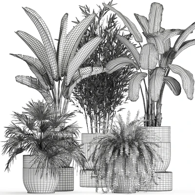 Collection of plants in black pots with Bamboo, Banana, fan palm, fern, strelitzia. Set 711 — Ver 3