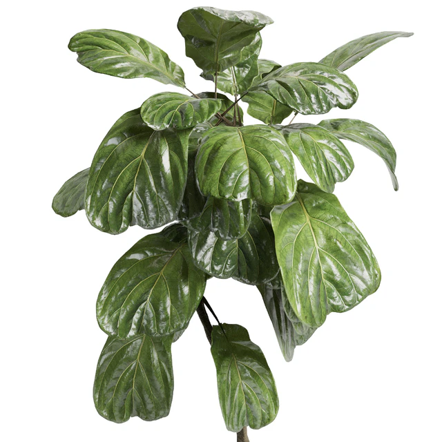 Indoor plant 21 — Скачать