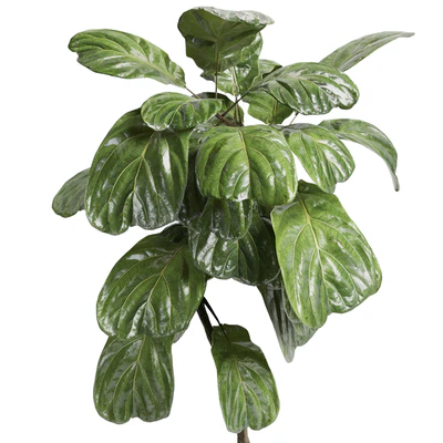 Indoor plant 21 — Вид 2