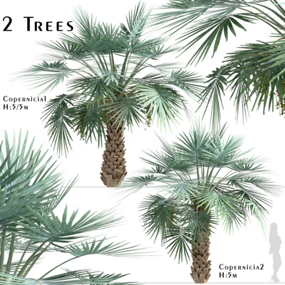 Set of Copernicia Palm Trees (Carnaubeira) (2 Trees) — descargar