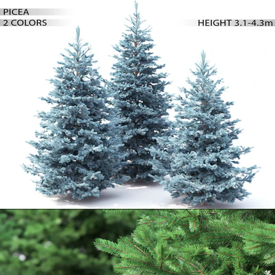 Spruce — Вид 1