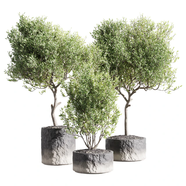 Set of indoor living plants in pots 34 — Descargar