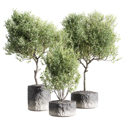 Set of indoor living plants in pots 34 — Ver 1
