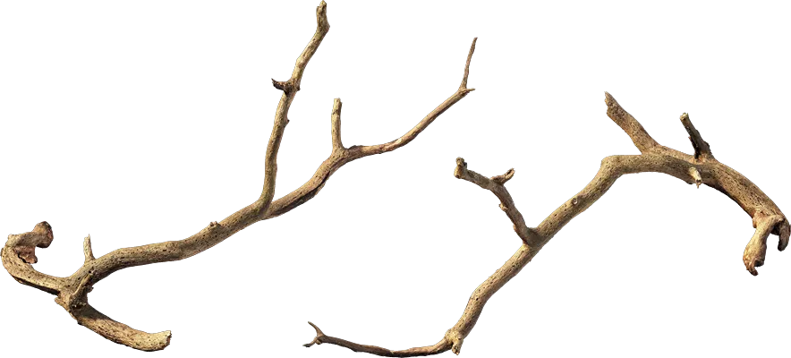 old tree branch 006 — Скачать