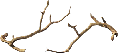 old tree branch 006 — Скачать