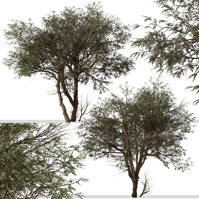 Set of Ghaf Tree (Prosopis cineraria) (2 Trees) — Descargar