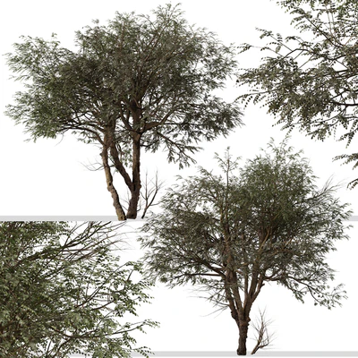 Set of Ghaf Tree (Prosopis cineraria) (2 Trees) — Ver 4
