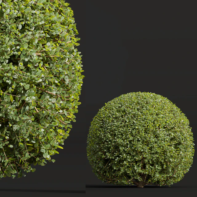 Ligustrum Quihoui Privet and Ficus Concinna Bonsai Pruned — Скачать