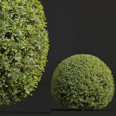 Ligustrum Quihoui Privet and Ficus Concinna Bonsai Pruned — Вид 2