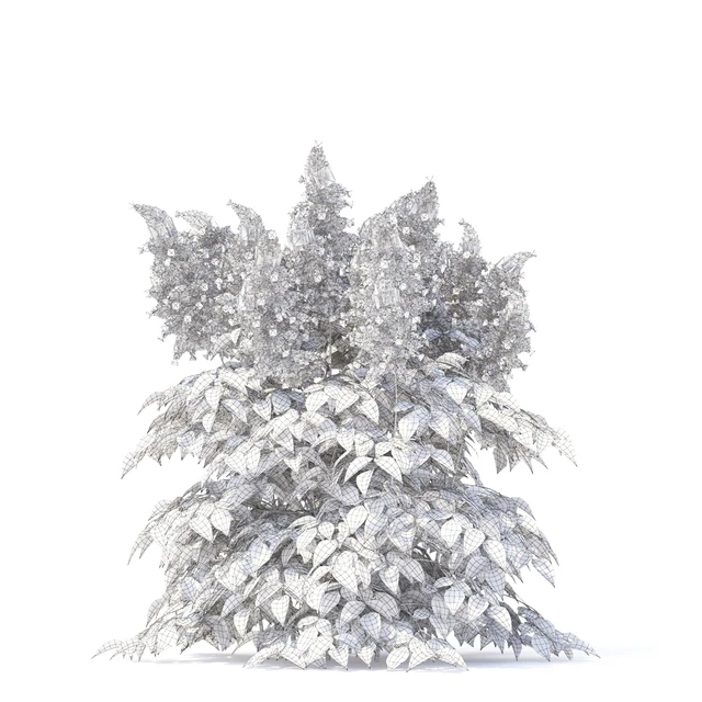 Astilba Japanese | Astilbe japonica — Descargar