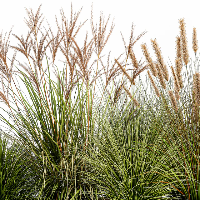 Collection of plants in a pot Pampas grass, reeds, flowerbed, landscaping, bushes. Set 1074. — Descargar