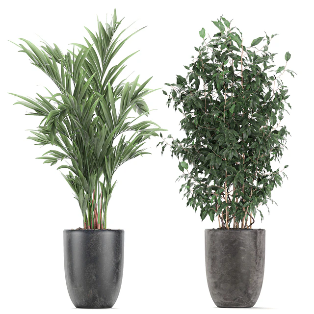 Collection of indoor plants, Banana, palm, ficus, tree in black pots for the interior. Set 610. — Descargar