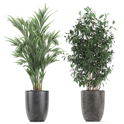 Collection of indoor plants, Banana, palm, ficus, tree in black pots for the interior. Set 610. — Ver 4