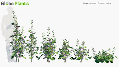 malva sylvestris — download