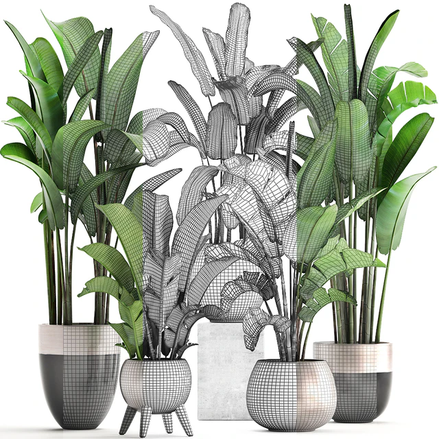Plant collection 308. Strelitzia, banana, Ravenala, pot, flowerpot, indoor plants, luxury, Strelitzia, luxury pot, decor, bushes, thickets — Descargar