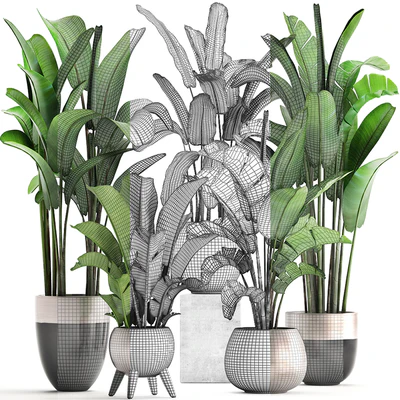 Plant collection 308. Strelitzia, banana, Ravenala, pot, flowerpot, indoor plants, luxury, Strelitzia, luxury pot, decor, bushes, thickets — Ver 3