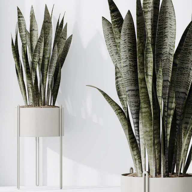 HQ HousePlants Snake Green Sansevieria Trifasciata Robusta — Скачать
