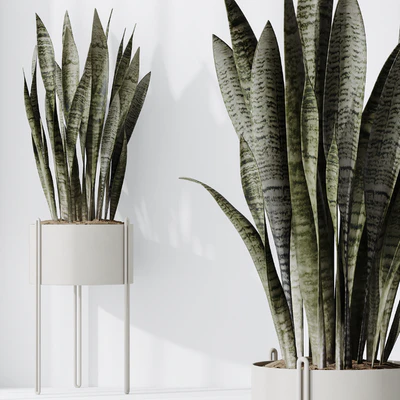 HQ HousePlants Snake Green Sansevieria Trifasciata Robusta — Вид 2