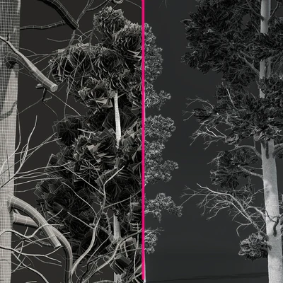 Pinus Palustris and Sphaeropteris Lepifera — Ver 2