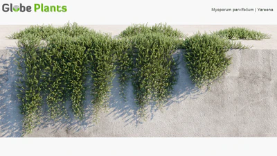 myoporum parvifolium — download