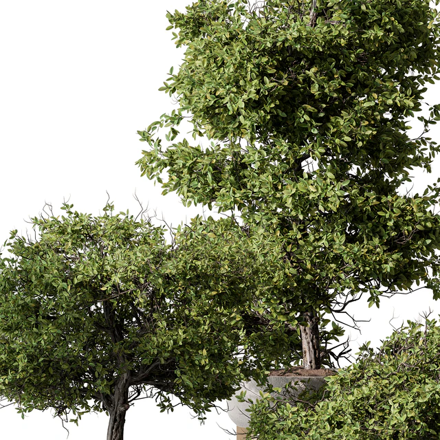 Indoor Plant 566 -Tree in Pot — Descargar