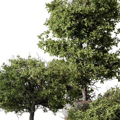 Indoor Plant 566 -Tree in Pot — Ver 5