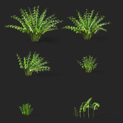 Купена цветы | Polygonatum — Вид 5