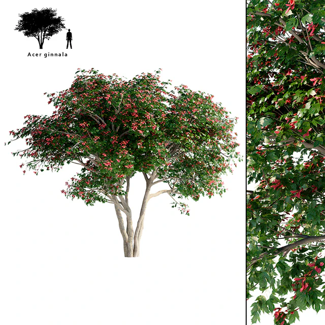 Клен Гиннала солитер | Acer tataricum ssp. ginnala — Скачать