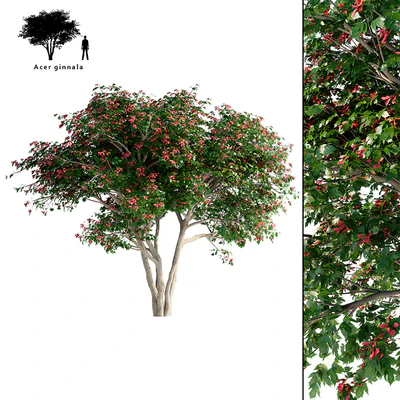 Клен Гиннала солитер | Acer tataricum ssp. ginnala — Вид 1
