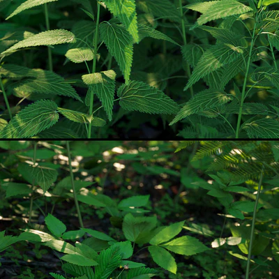 Forest grass — Ver 2