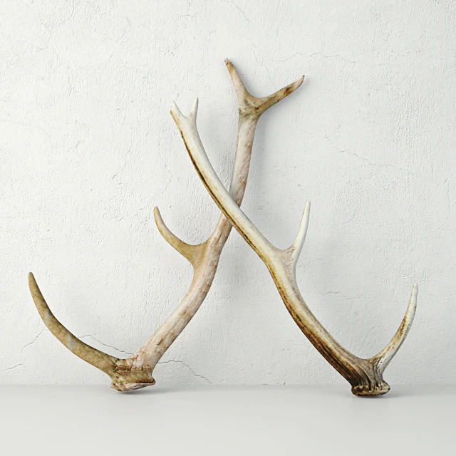 Naturally-Shed Deer Antlers — Скачать