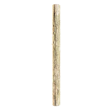 spruce branch bark 008 — Скачать